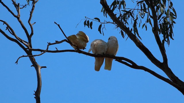 Little Corella - ML632343510