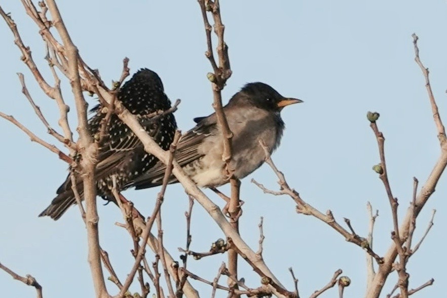 Rosy Starling - ML632343566