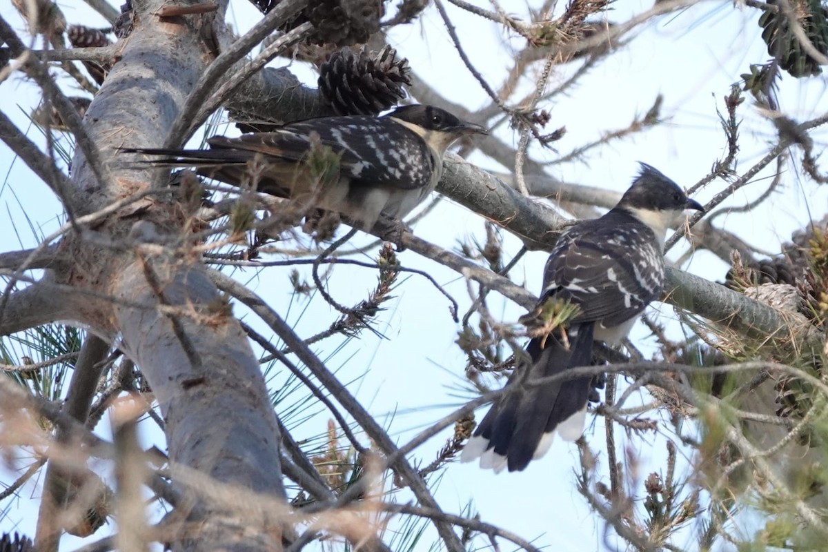 Great Spotted Cuckoo - ML632343583