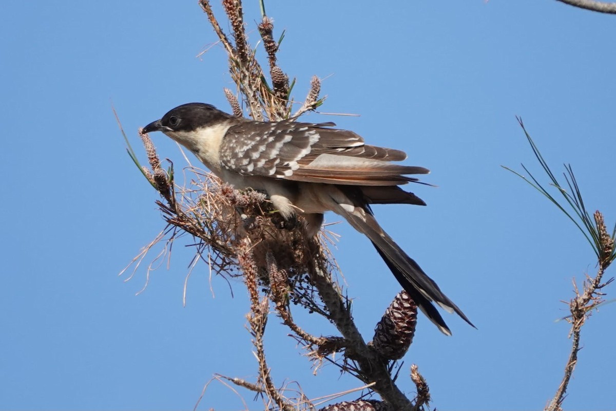 Great Spotted Cuckoo - ML632343584