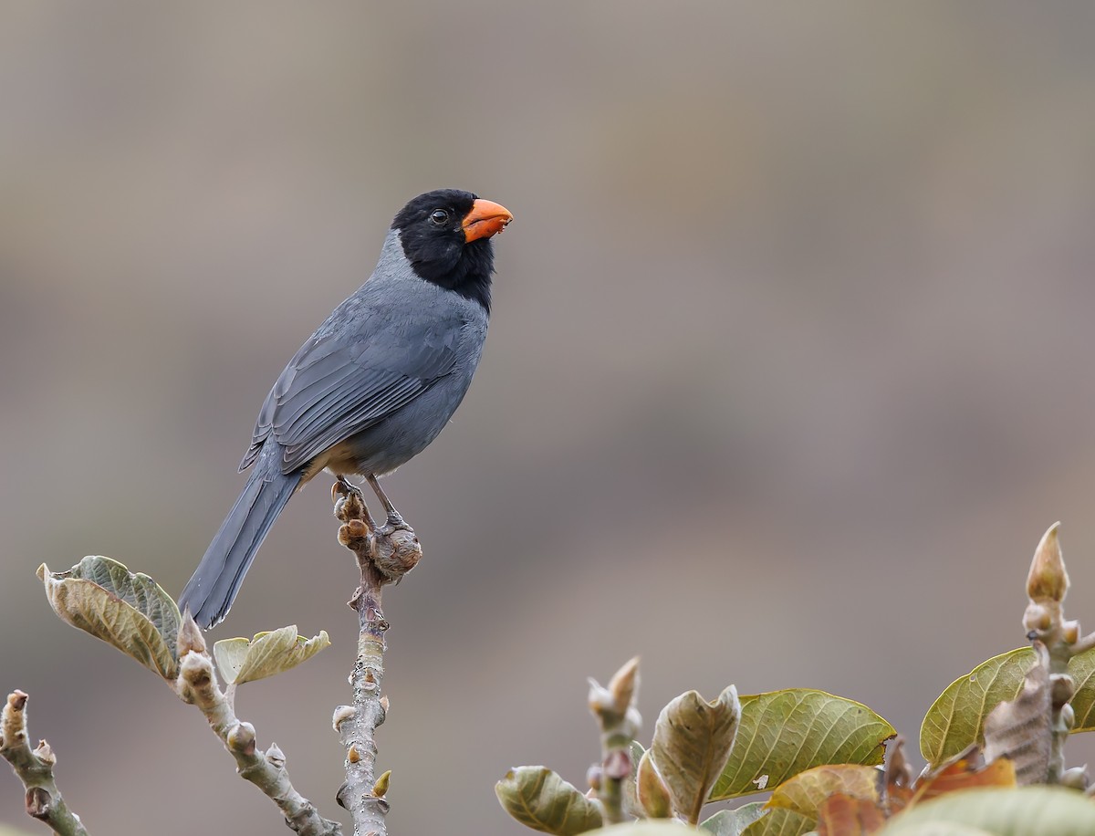 Black-cowled Saltator - ML632343616