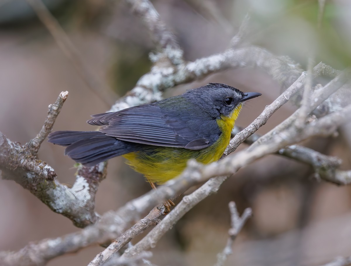 Gray-and-gold Warbler - ML632343619