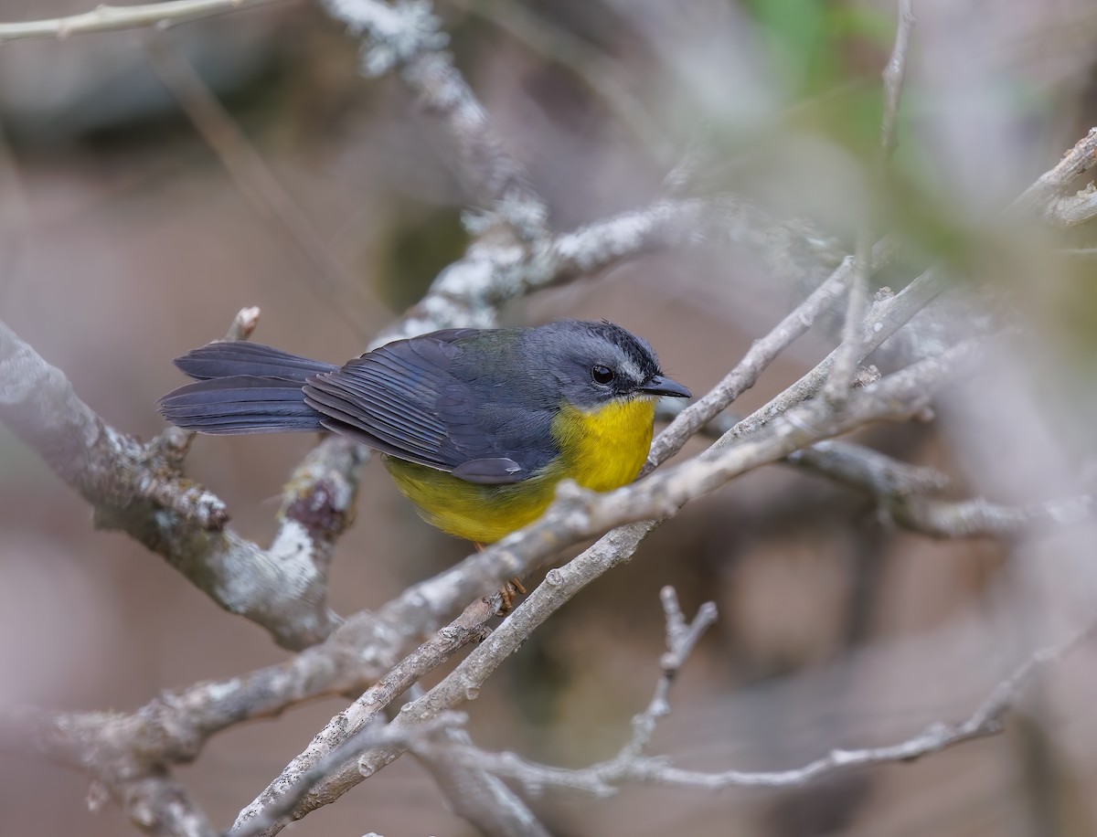 Gray-and-gold Warbler - ML632343620