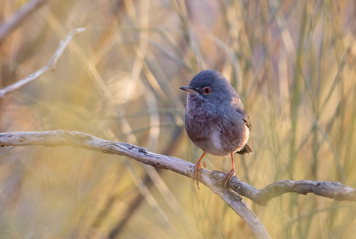 Dartford Warbler - ML632343639