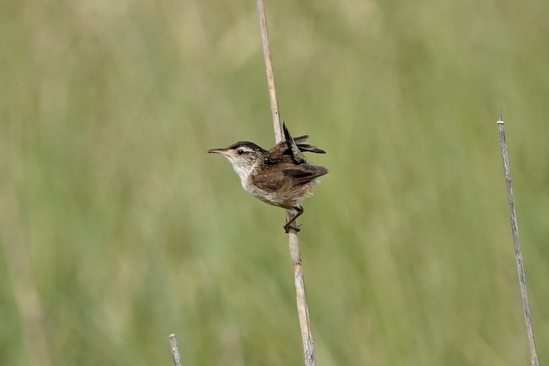 Marsh Wren - ML632343649