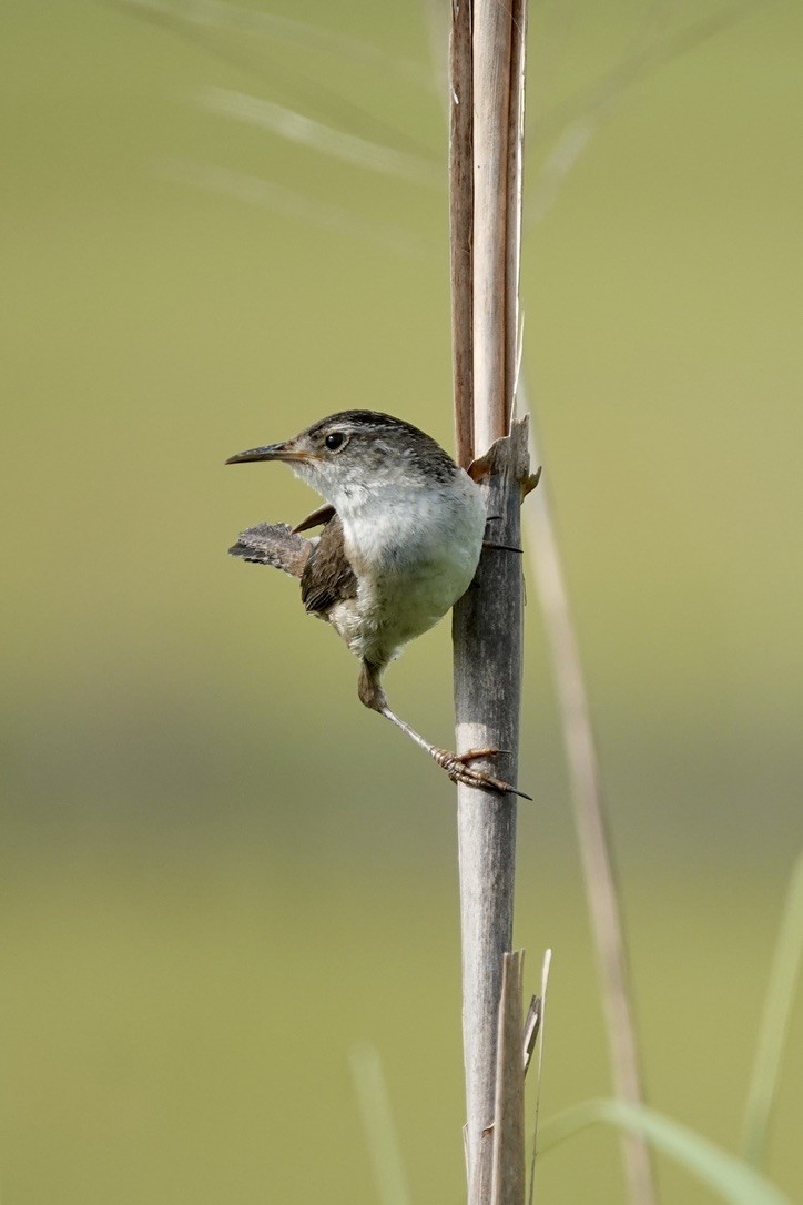 Marsh Wren - ML632343651