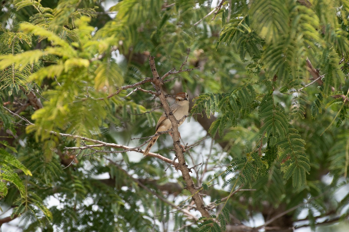 Tinkling Cisticola - ML632343692