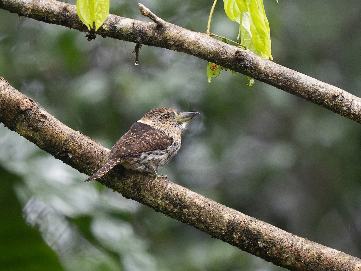 Schwarzmantel-Faulvogel - ML632343799