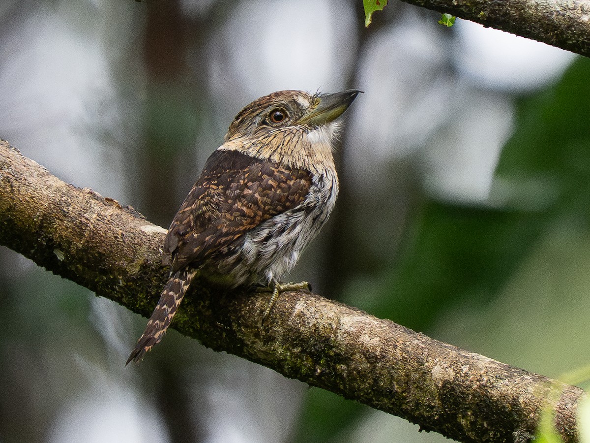 Schwarzmantel-Faulvogel - ML632343803