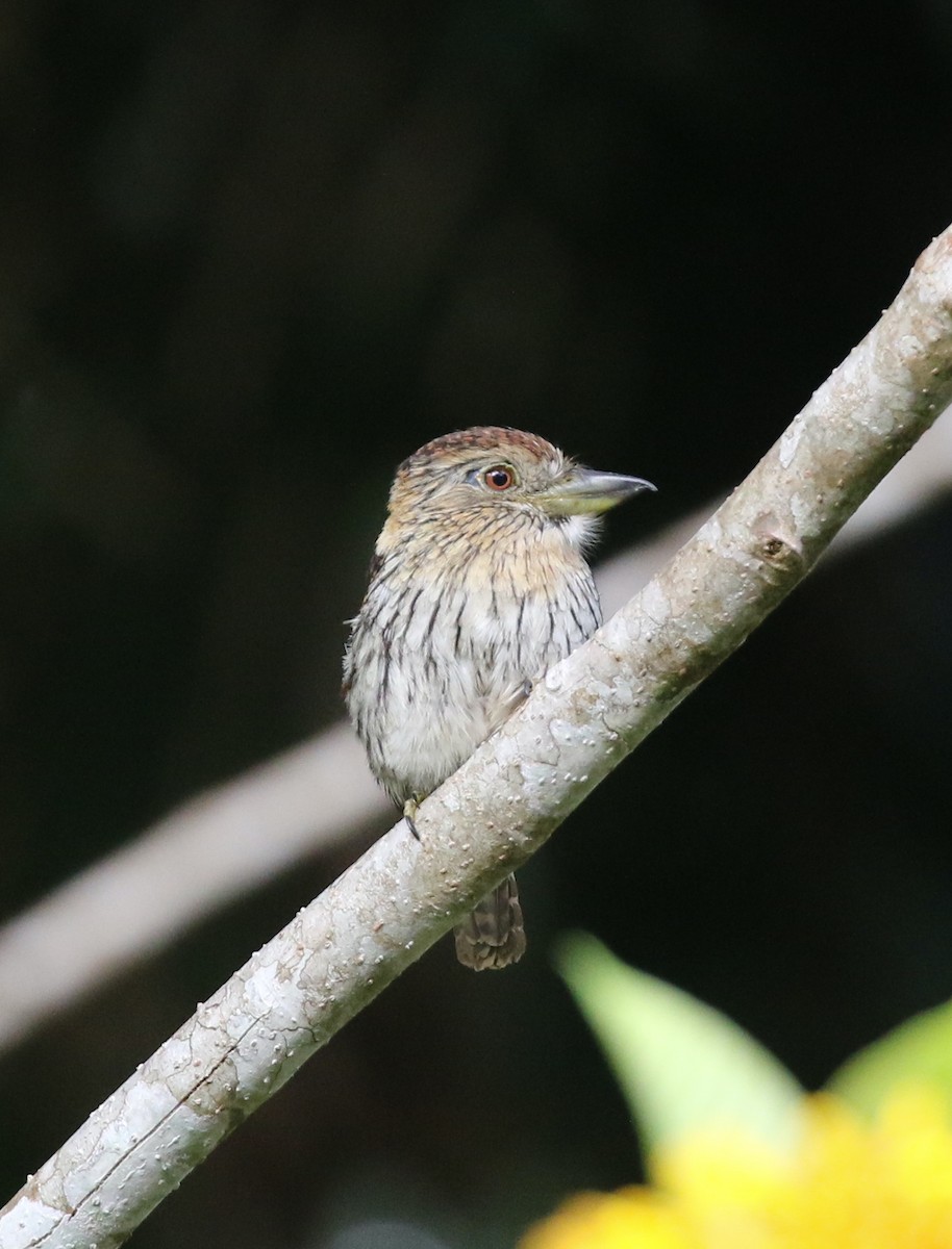 Schwarzmantel-Faulvogel - ML632343995