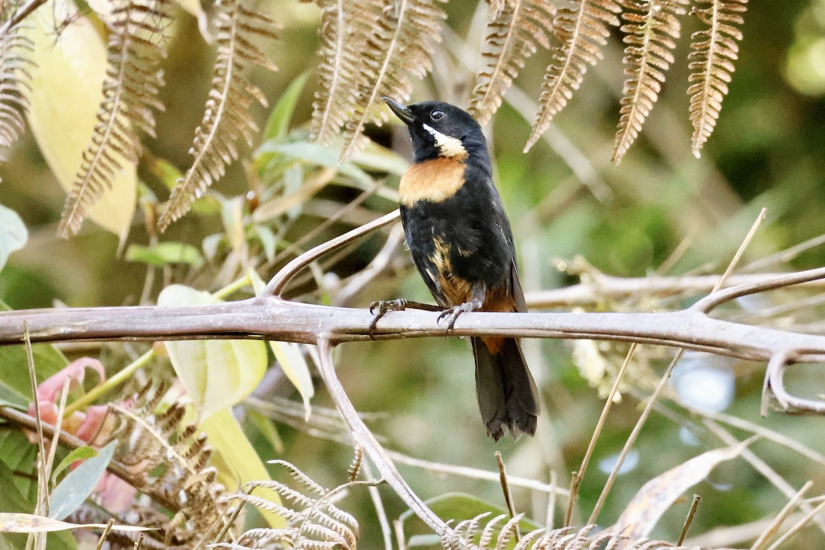 シラヒゲハナサシミツドリ（pectoralis） - ML632343996