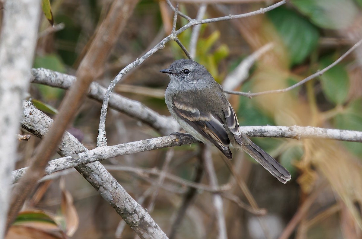 Tumbesian Tyrannulet - ML632343998