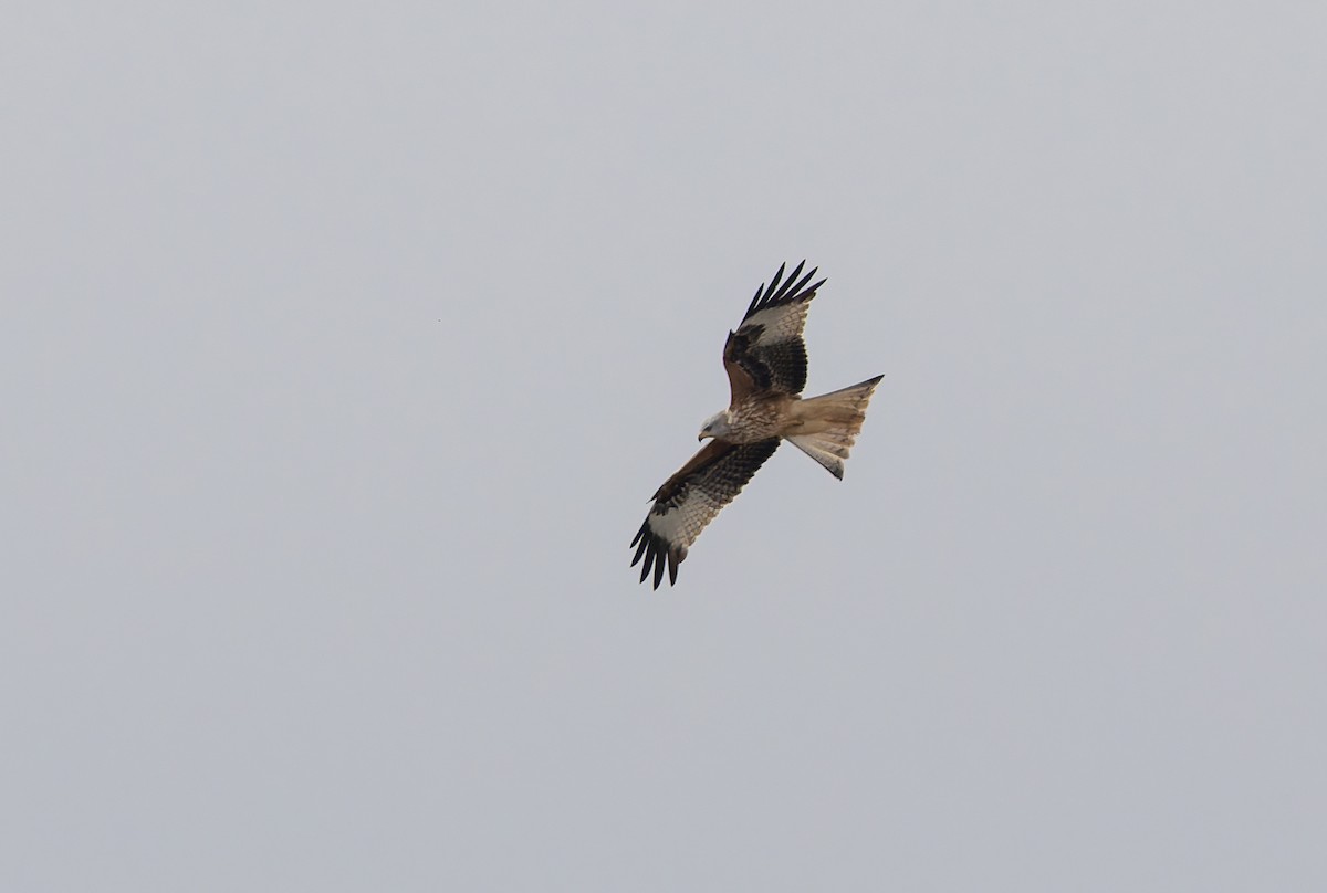 Red Kite (Red) - ML632344092