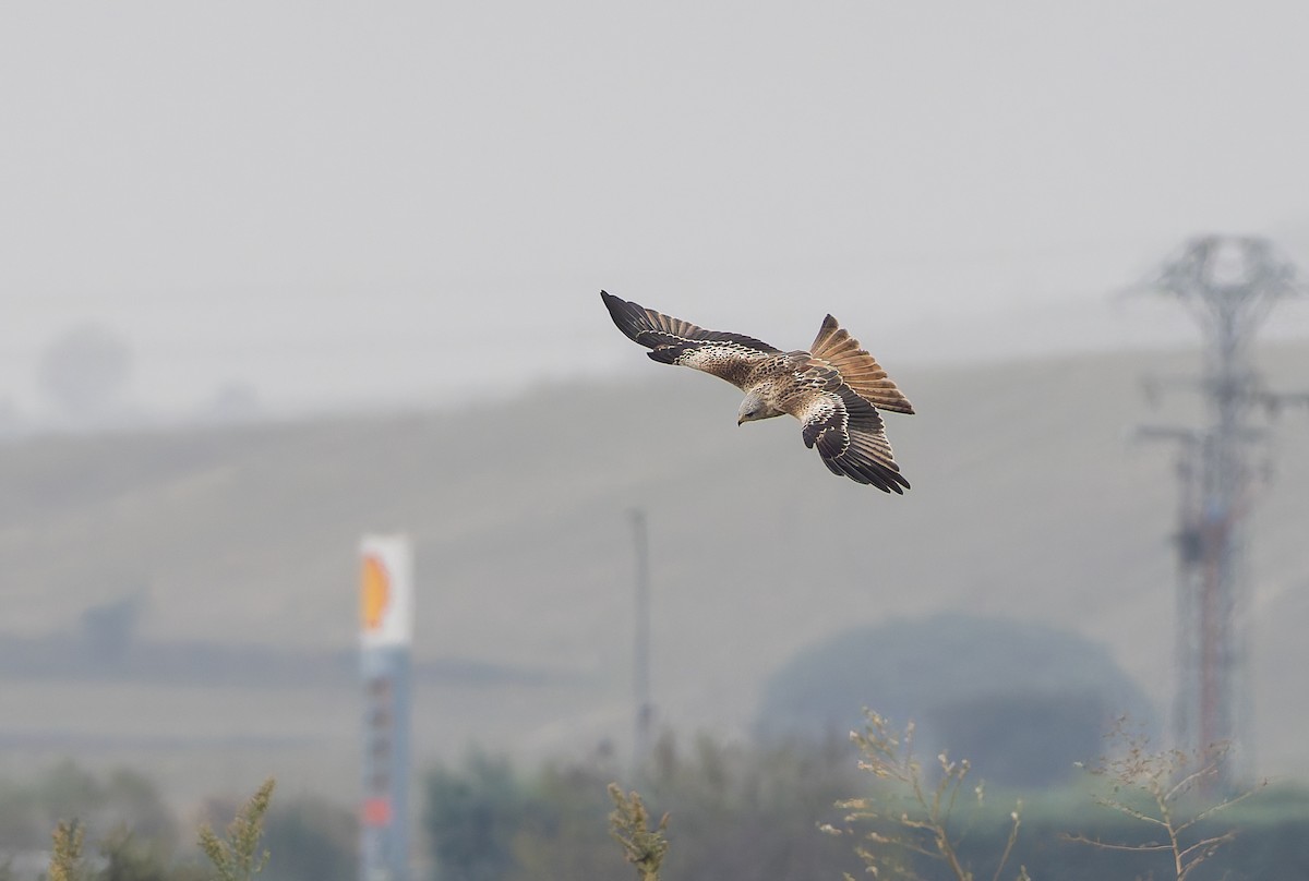 Red Kite (Red) - ML632344093