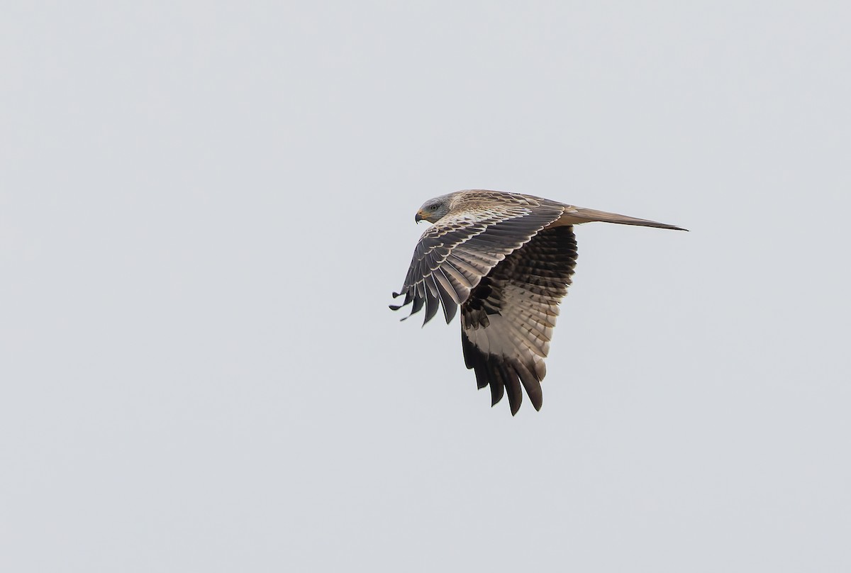 Red Kite (Red) - ML632344094