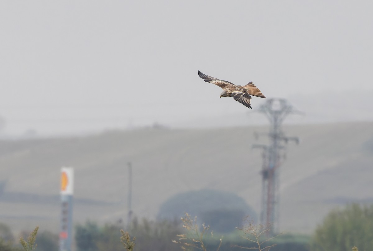 Red Kite (Red) - ML632344095