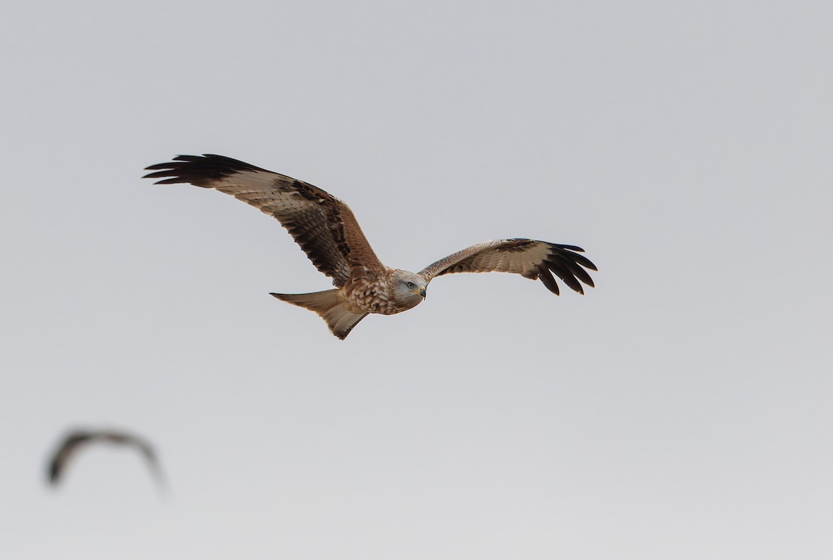Red Kite (Red) - ML632344096