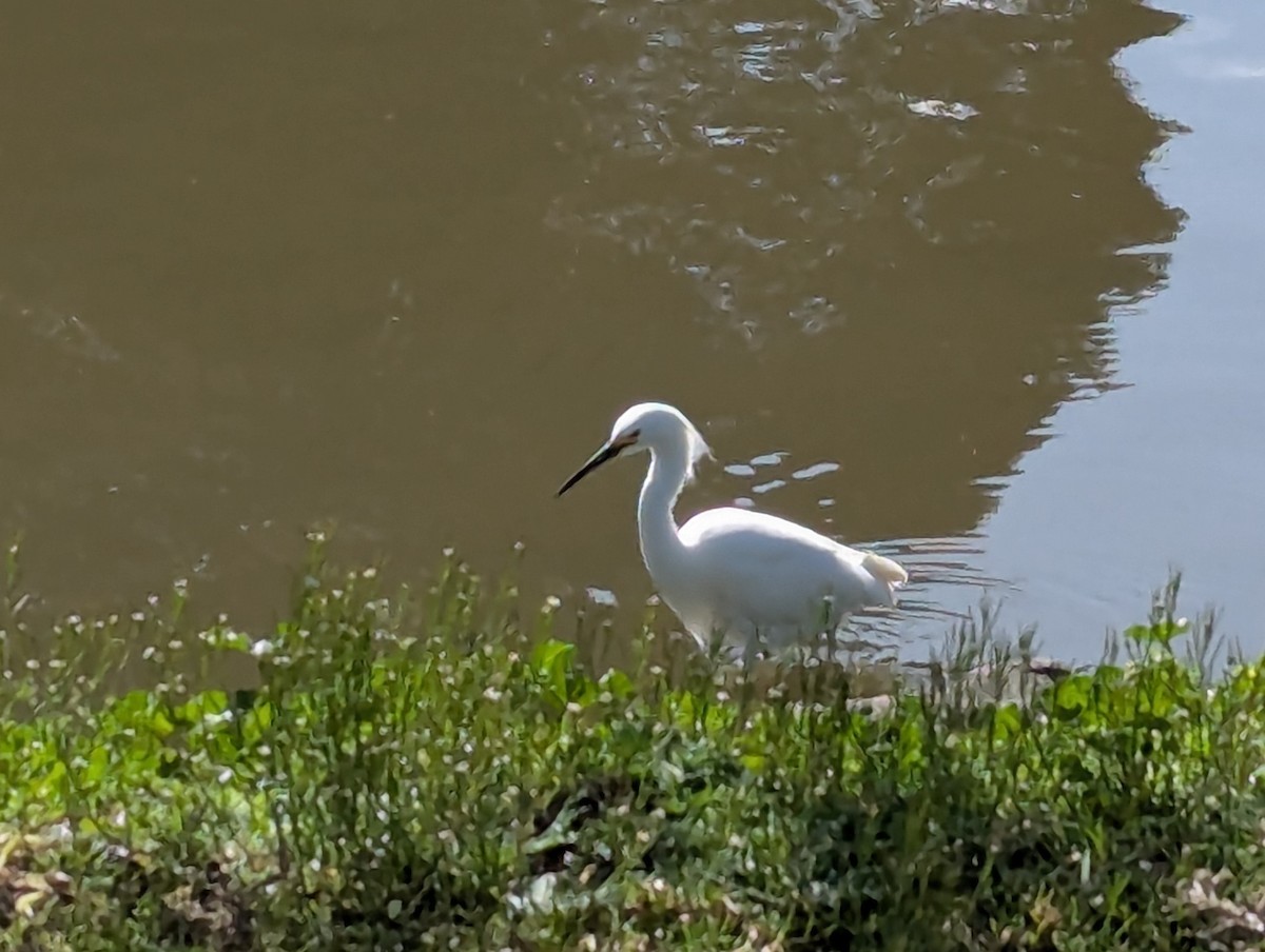 Snowy Egret - ML632344097