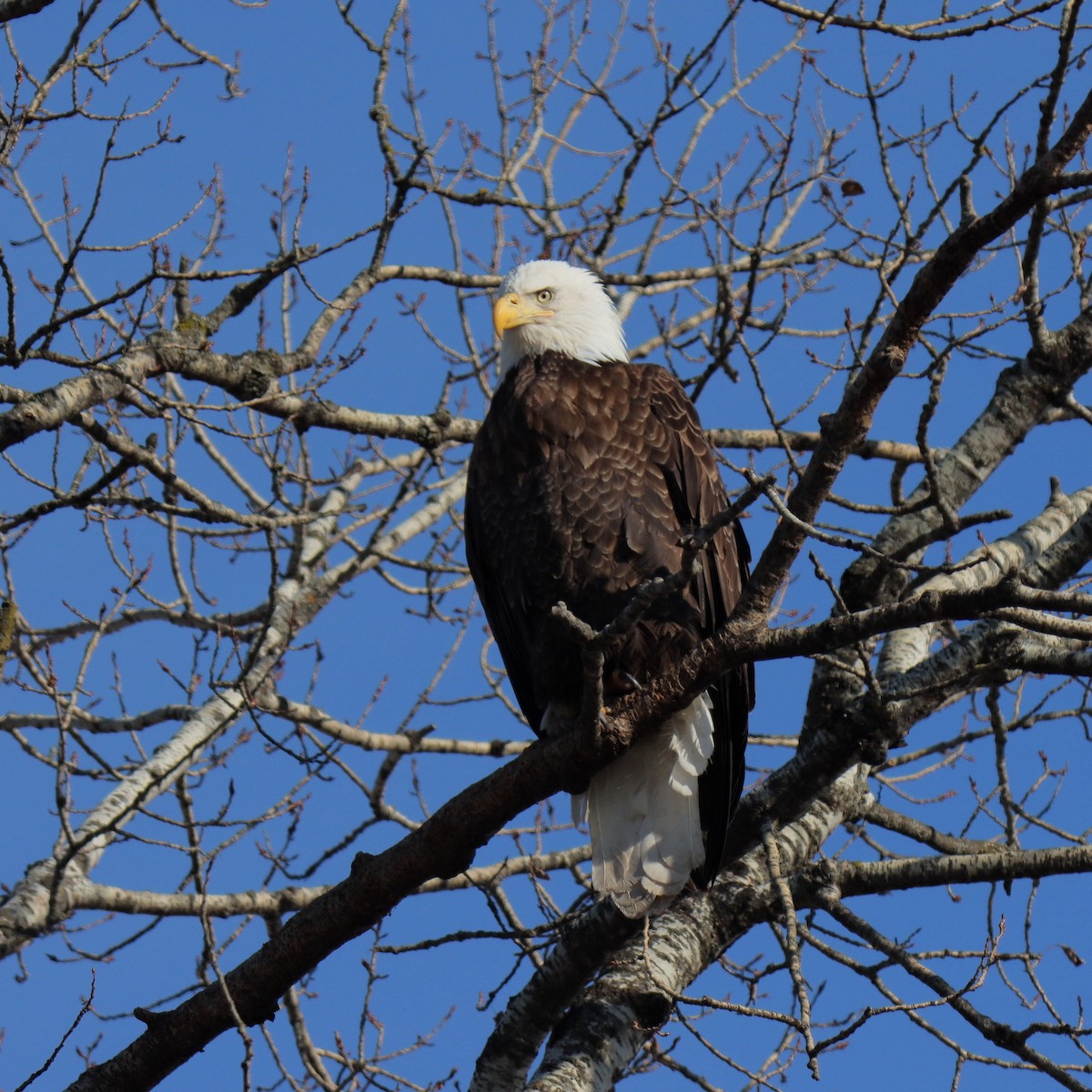 Bald Eagle - ML632344148