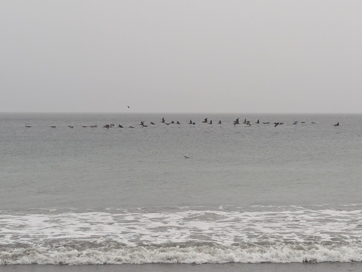 Brown Pelican - ML632344165