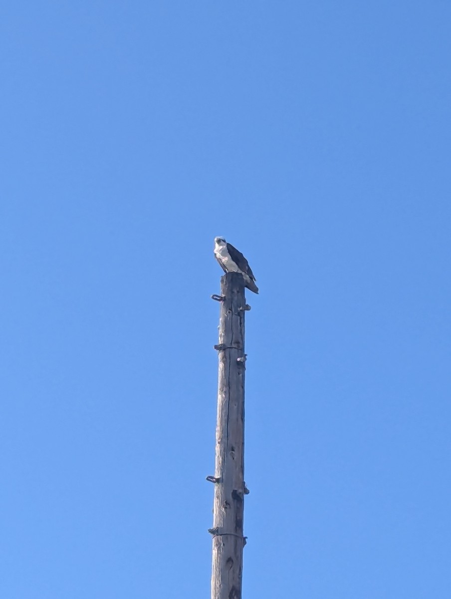 Osprey - ML632344223