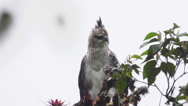 Black-and-chestnut Eagle - ML632344365