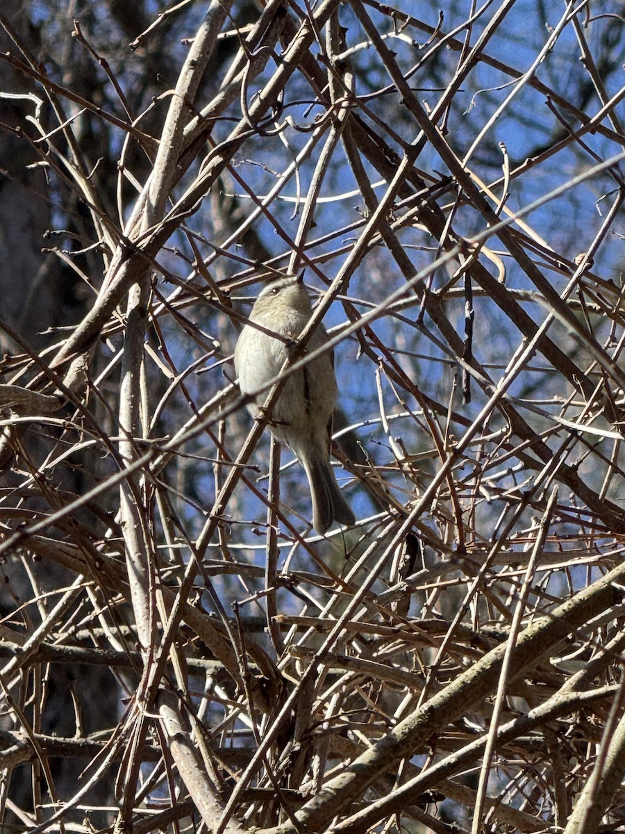 Golden-crowned Kinglet - ML632344387