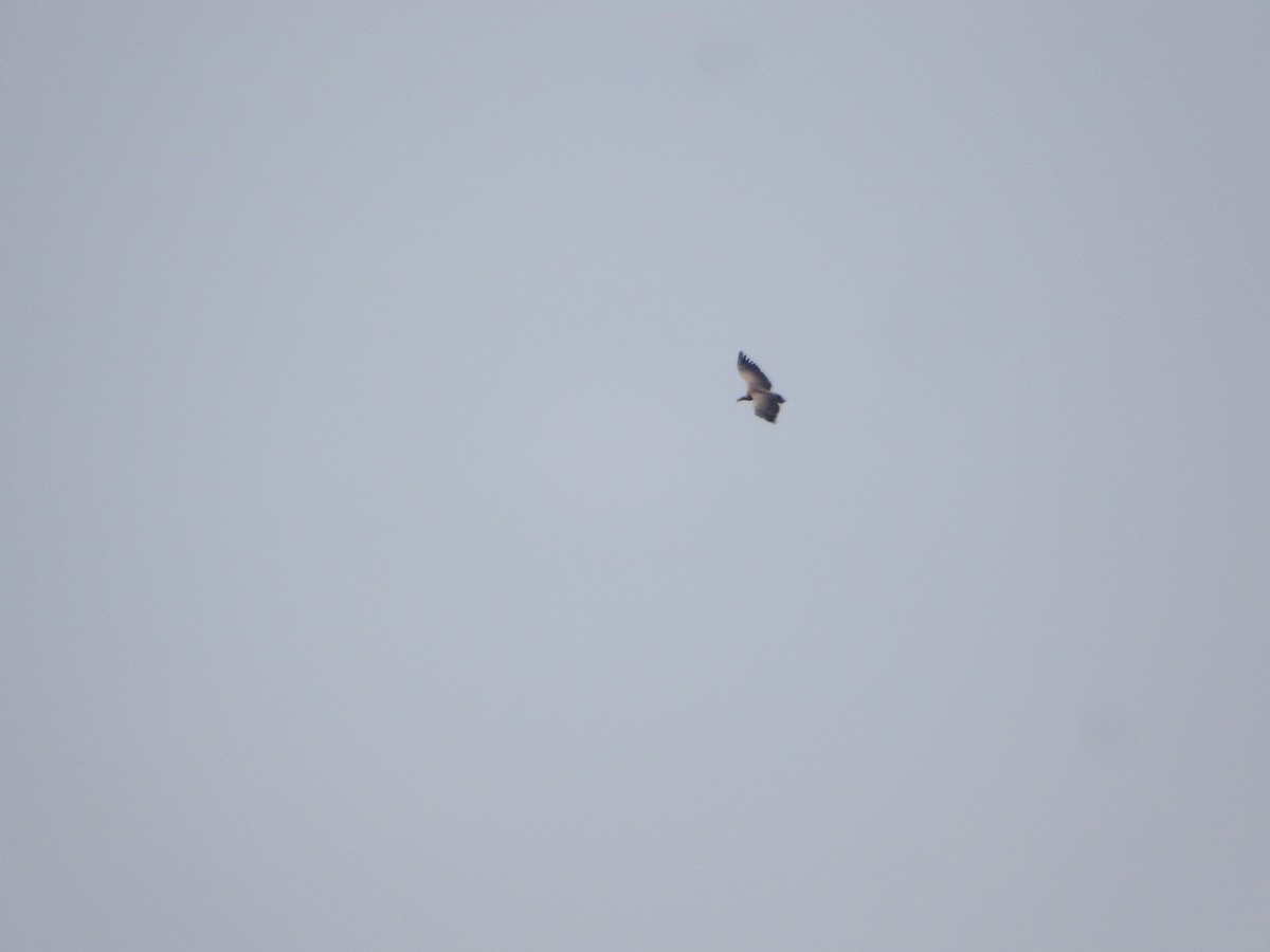 Indian Vulture - ML632344674