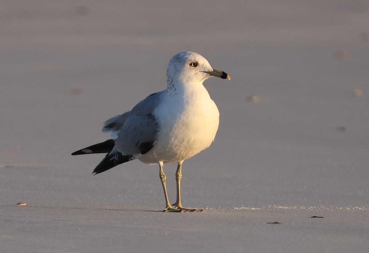 Ring-billed Gull - ML632344679