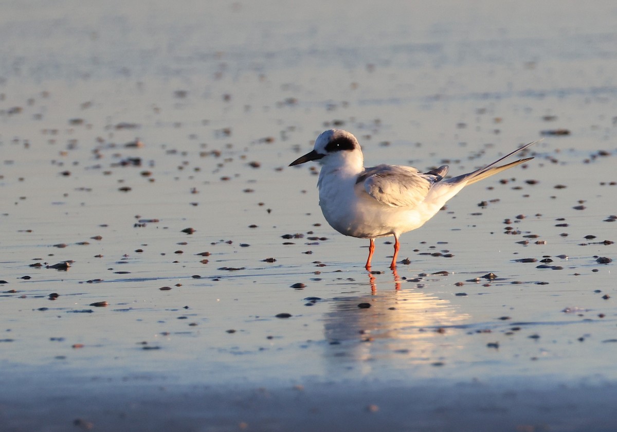 Forster's Tern - ML632344686