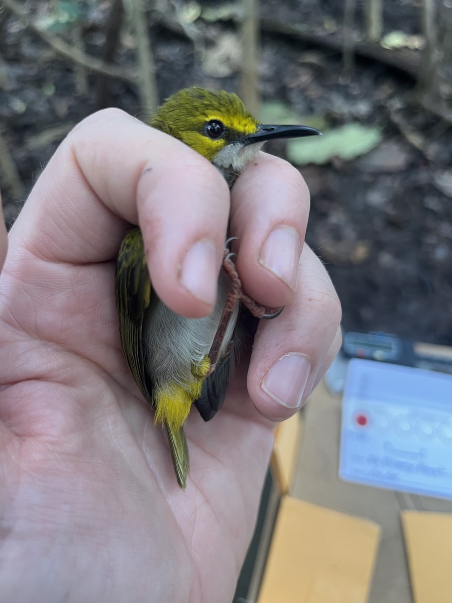 Yellow-browed Camaroptera - ML632344767