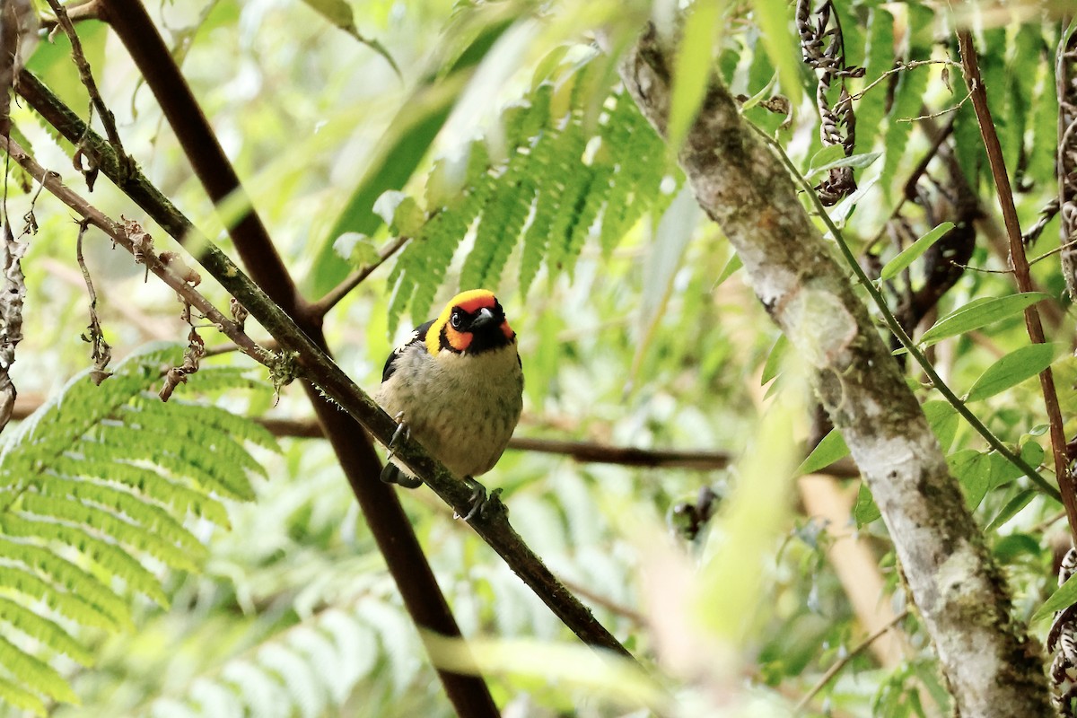 Flame-faced Tanager - ML632344782