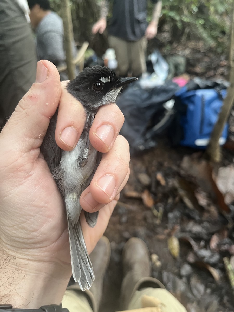 White-browed Forest-Flycatcher - ML632344806