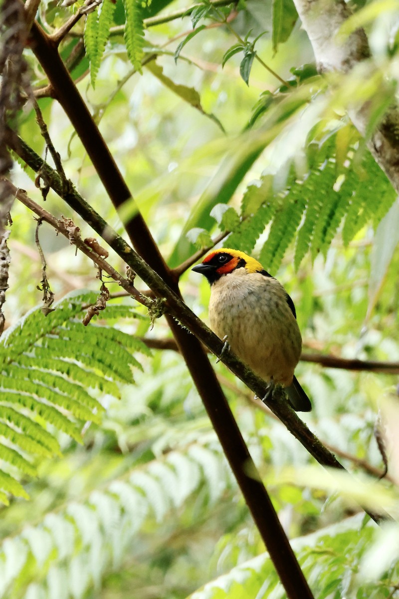 Flame-faced Tanager - ML632344807