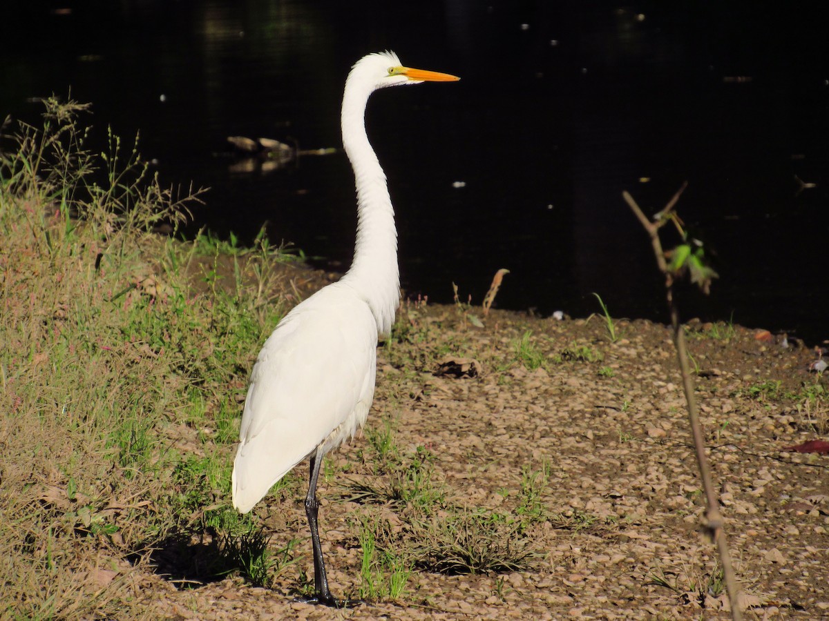 Great Egret - Eric Walther