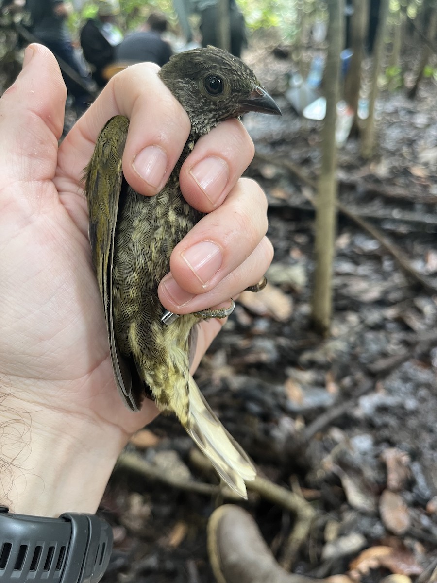 Spotted Honeyguide - ML632344849