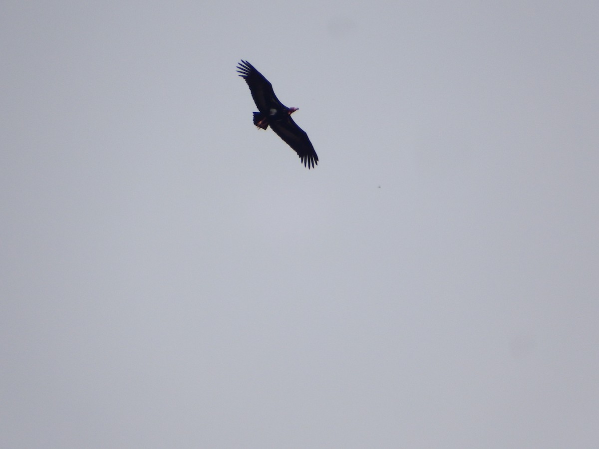 Red-headed Vulture - ML632344864
