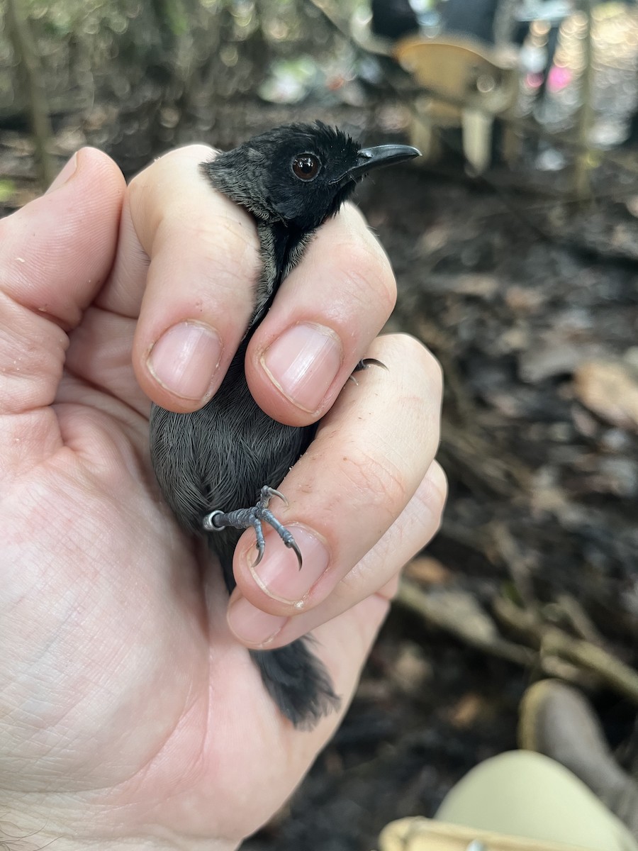Black-faced Rufous-Warbler - ML632344868