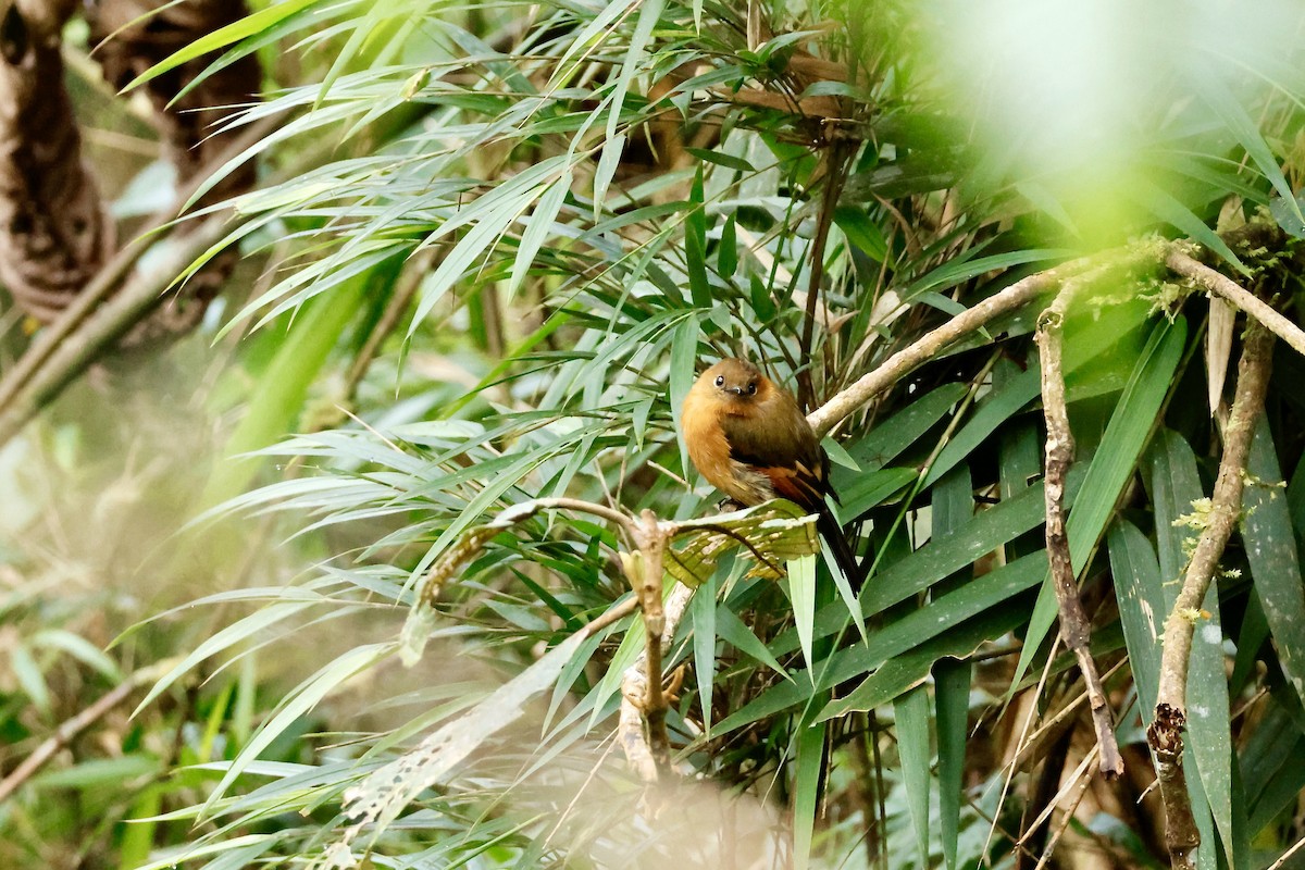 Cinnamon Flycatcher - ML632344885