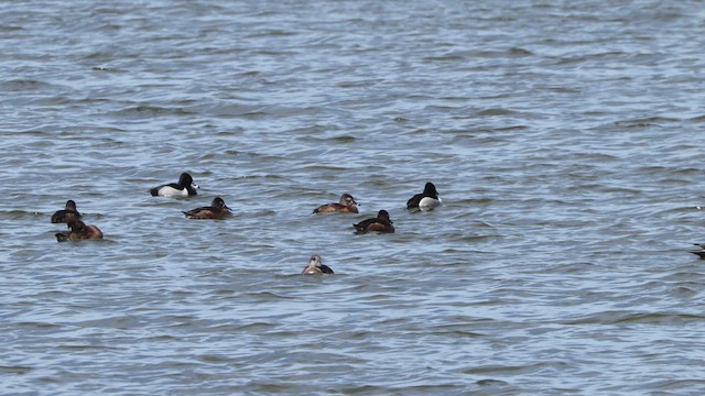 Ring-necked Duck - ML632344901
