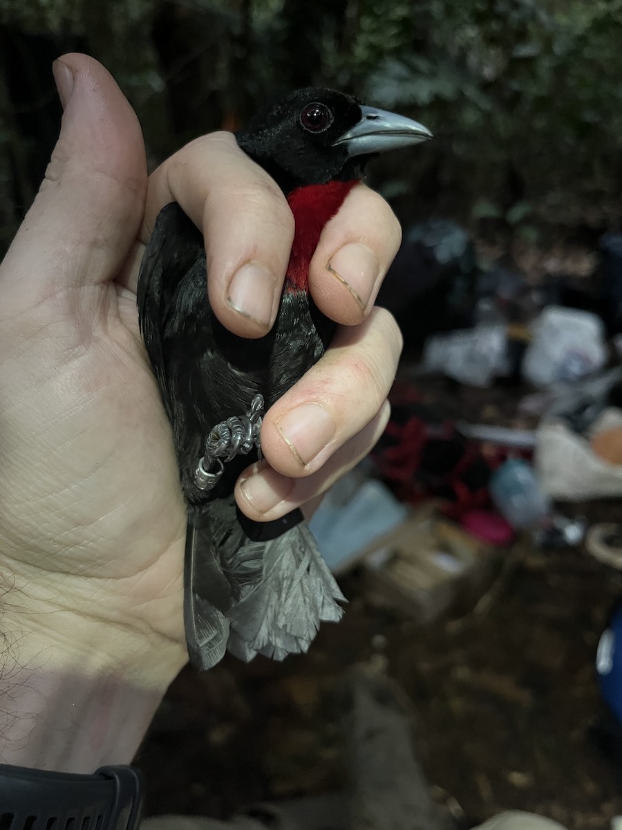 Blue-billed Malimbe - ML632344939