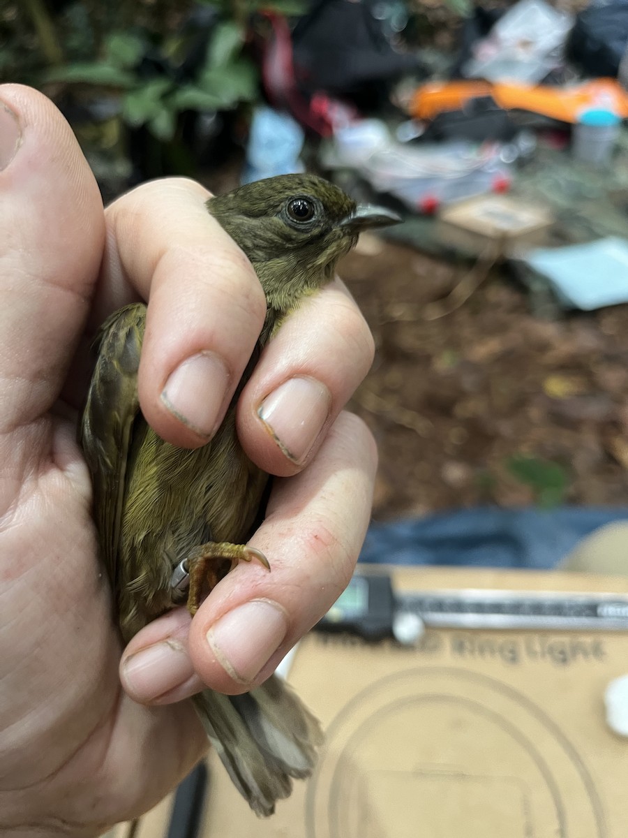 Zenker's Honeyguide - ML632344952