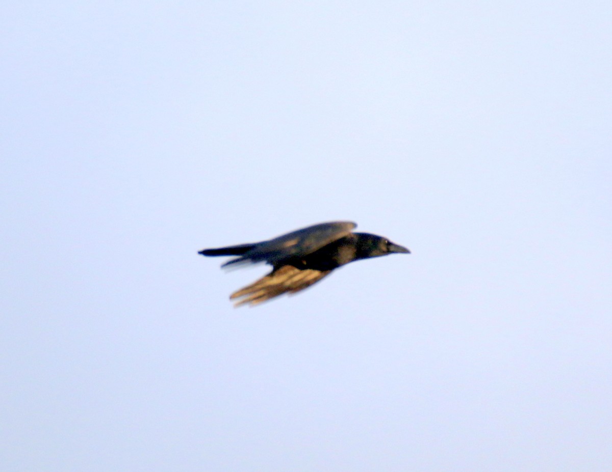 Carrion Crow - ML632344954
