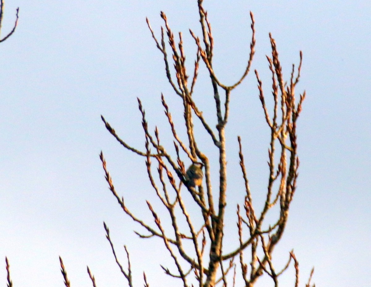 Coal Tit - ML632344962