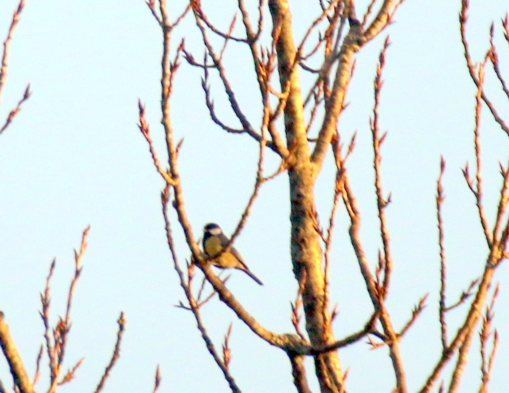 Great Tit - ML632344965