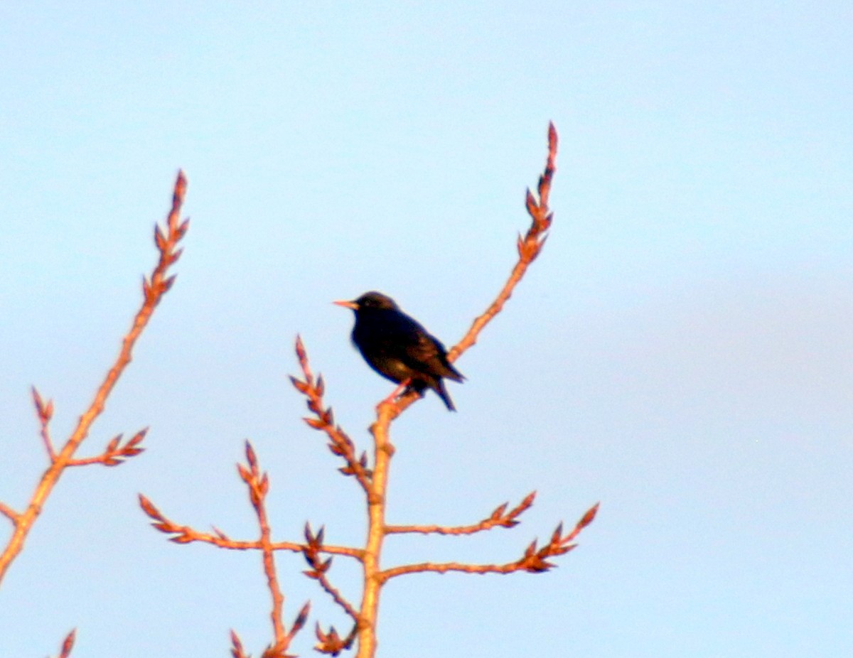 Spotless Starling - ML632344972