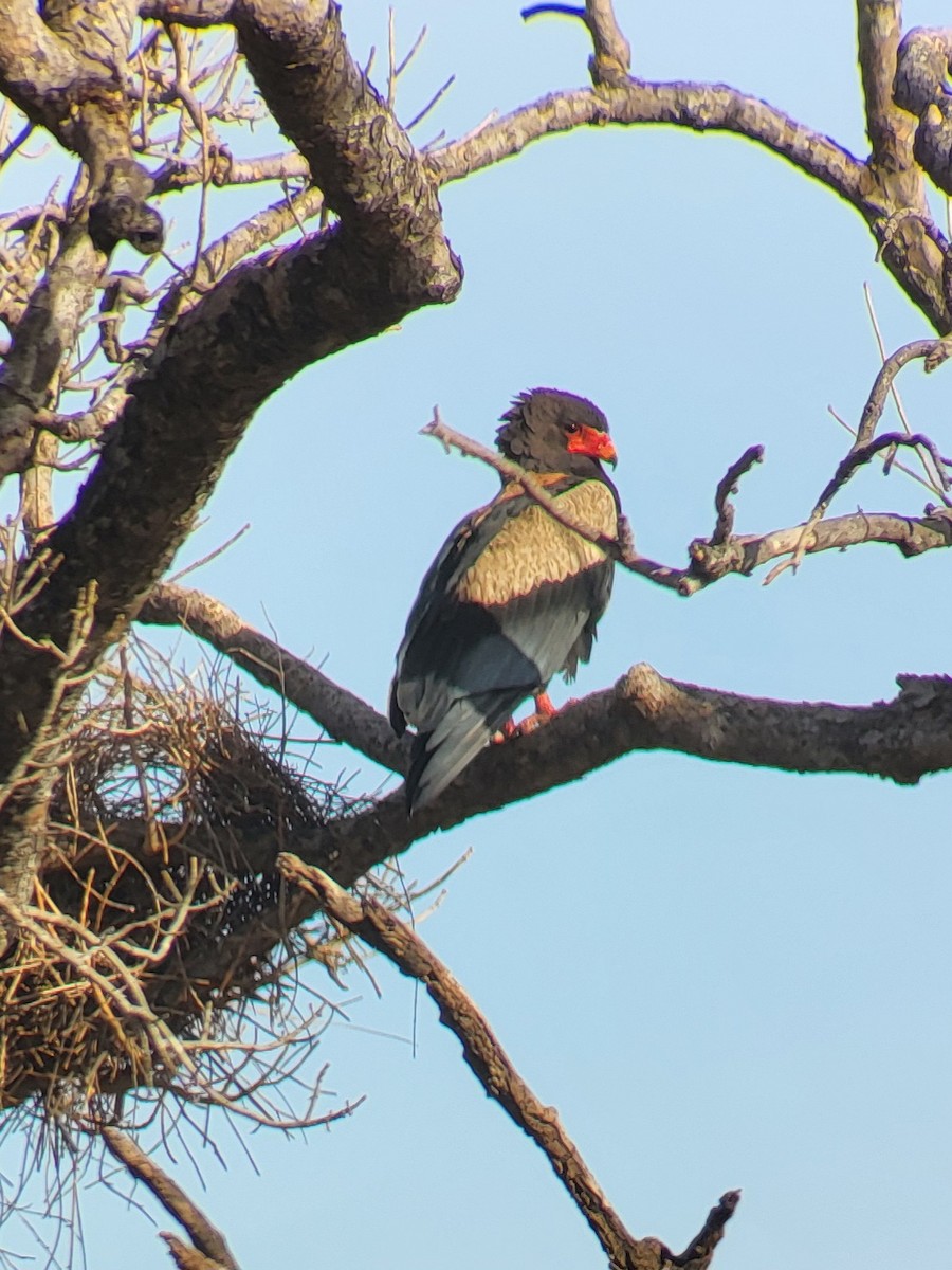 Bateleur - ML632344975