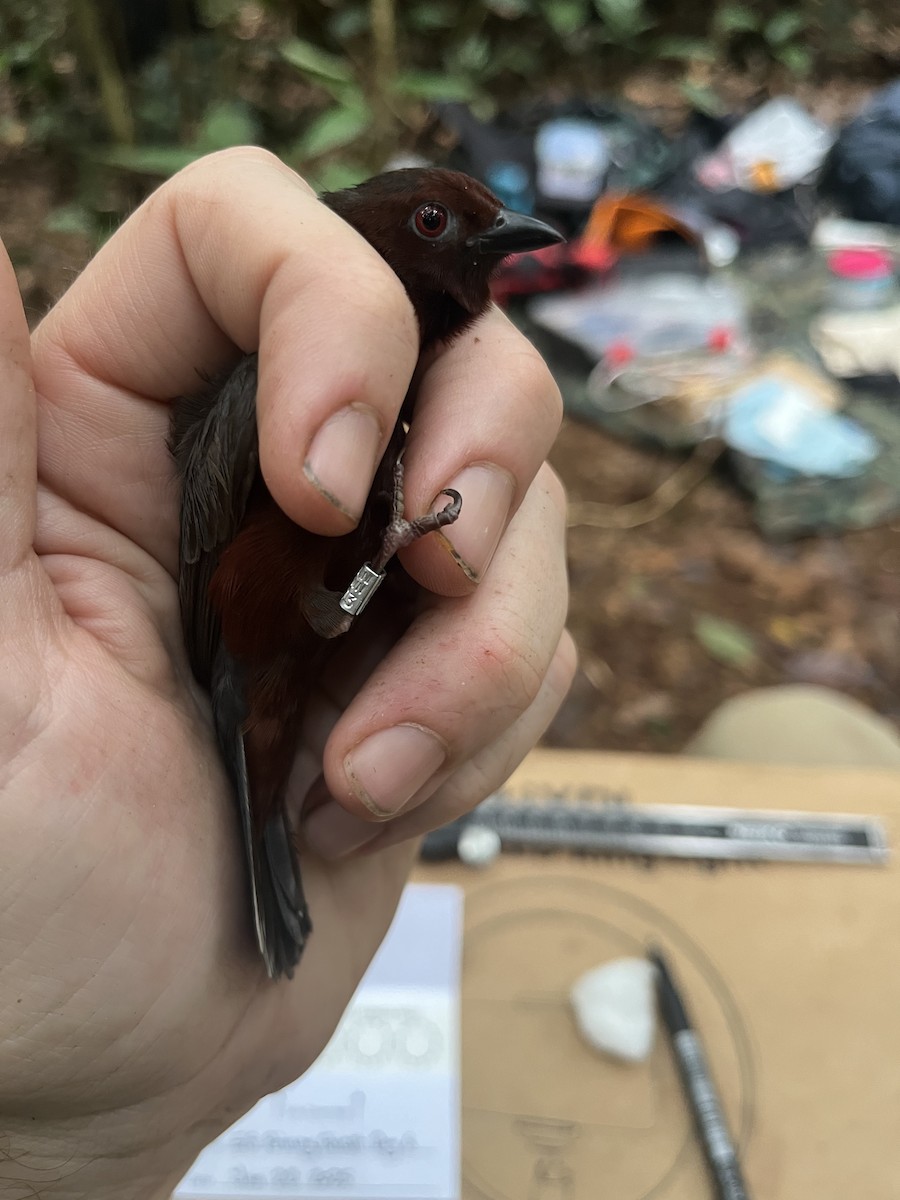 Chestnut-breasted Nigrita - ML632344977