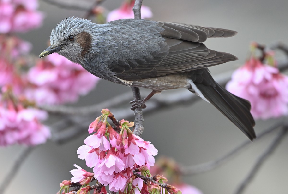 Brown-eared Bulbul - ML632345020
