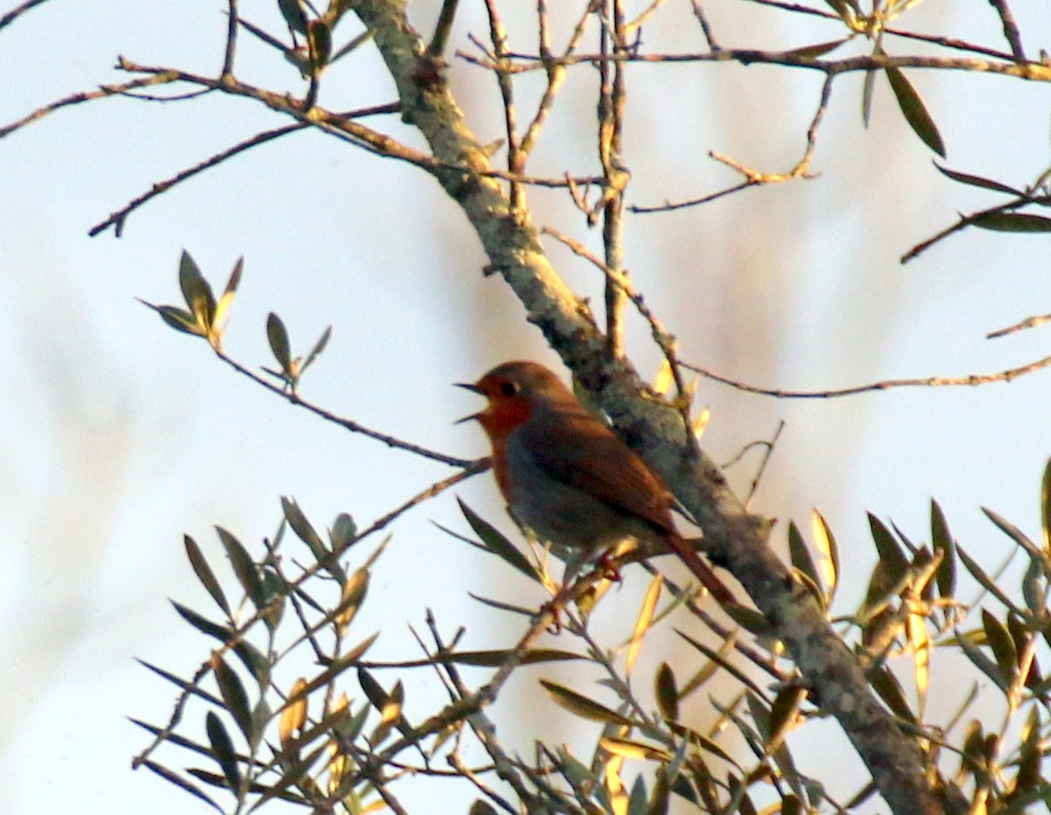 European Robin - ML632345029